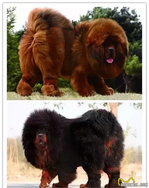 宠物狗狗的常见品种，你知道几个？