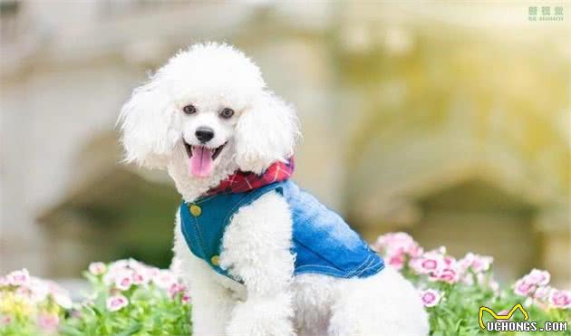 养贵宾犬会碰着哪些问题，受不了就别养，不然有你烦的