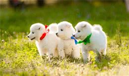 怎么挑选美观的幼犬，看以下几点