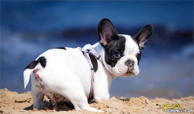 适合家养的5大狗狗排行榜，泰迪犬、比熊在内，有你喜欢的狗子吗？