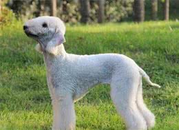 解读“贝灵顿梗犬”，集所有高贵气质于一身，从不脱毛的宠物犬