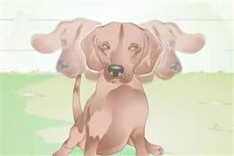 养犬百科：狗狗出现这些迹象，就是有耳螨了