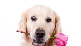养一只金毛犬当宠物吧，养过的人都说好