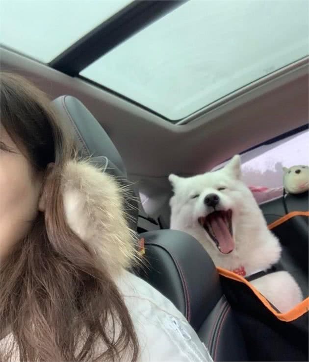 自驾带狗子出门需要注意什么？