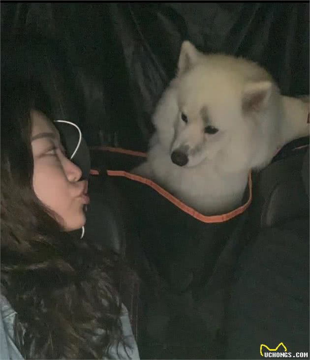 自驾带狗子出门需要注意什么？