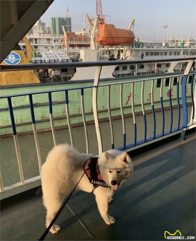 自驾带狗子出门需要注意什么？