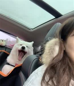 自驾带狗子出门需要注意什么？