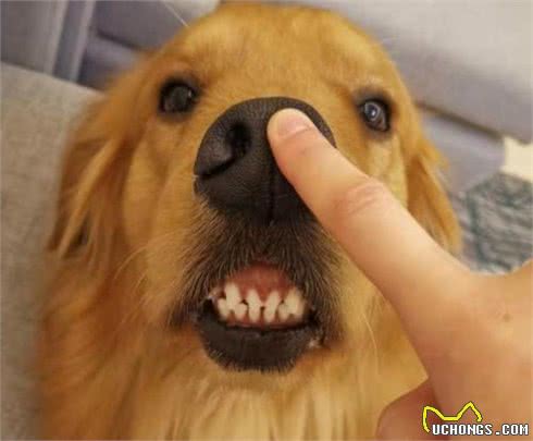 陌生人不要随便摸金毛犬的这些部位，脾气再好也会咬你
