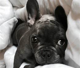 为什么狗狗那么忠诚？狗狗忠诚、信赖某个人主人会有哪些表现