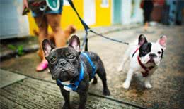 狗狗们是如何进行交流的？它们会用什么方式，去表达自己的情绪