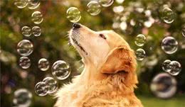 饲养金毛犬的6大“危害”，看完后你还敢养吗