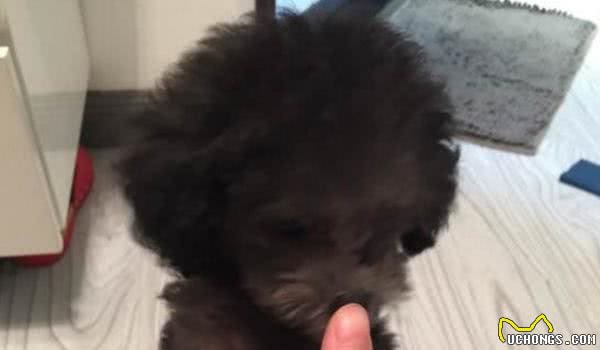 贵宾犬毛不卷曲？看看你家狗是不是处于尴尬期，慢慢会卷起来的！