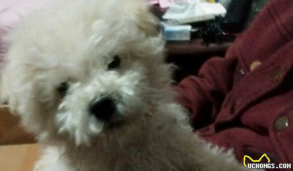 贵宾犬毛不卷曲？看看你家狗是不是处于尴尬期，慢慢会卷起来的！