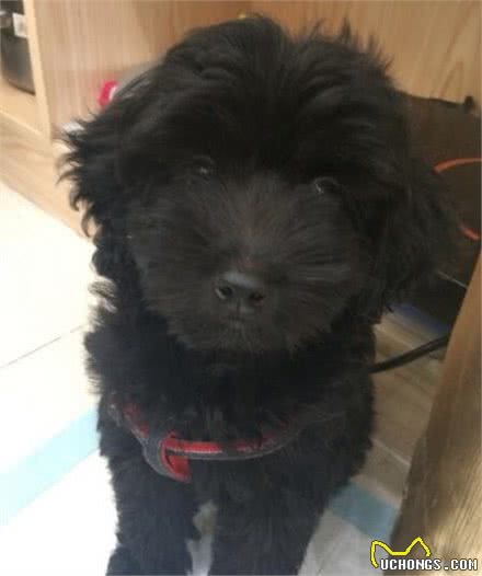 贵宾犬毛不卷曲？看看你家狗是不是处于尴尬期，慢慢会卷起来的！