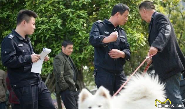 洛阳以后遛狗将限时段：早7点至晚8点禁止出没，整治不文明养犬