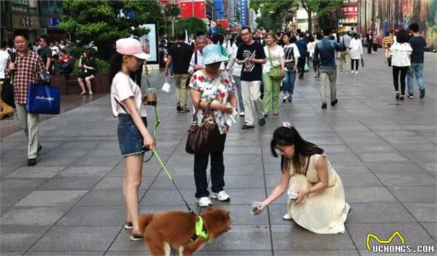 洛阳以后遛狗将限时段：早7点至晚8点禁止出没，整治不文明养犬