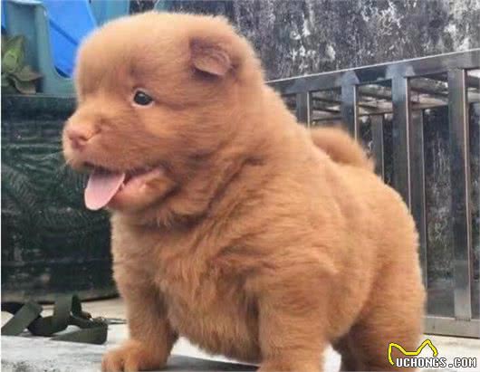 已经濒临绝种的几种中华田园犬，以后只能在历史书里怀念它们了
