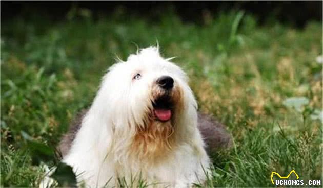 养一只古代牧羊犬的条件，先把这些注意好