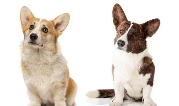 被英国皇室独宠,和二哈是远亲,原来你是这样的柯基犬