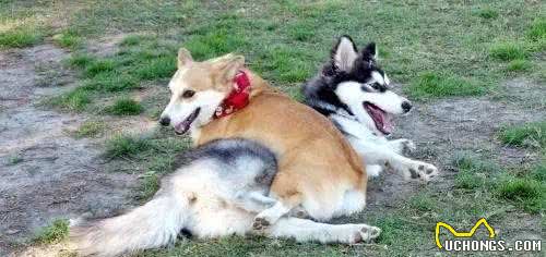 被英国皇室独宠,和二哈是远亲,原来你是这样的柯基犬