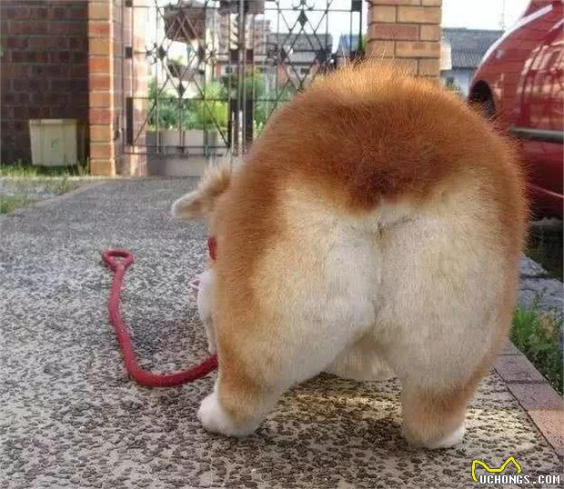 被英国皇室独宠,和二哈是远亲,原来你是这样的柯基犬