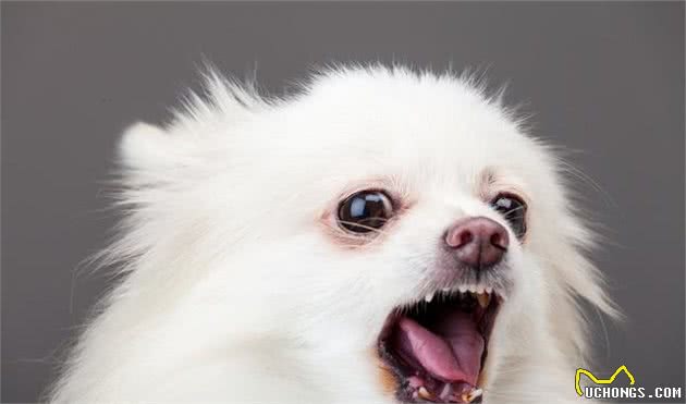 狗狗吠叫让主人被投诉？四步教会你，如何解决狗狗的吠叫问题