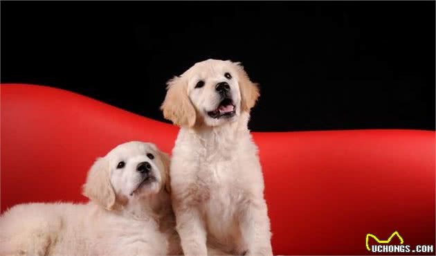 10种最聪明的犬种：最易教的可训练犬