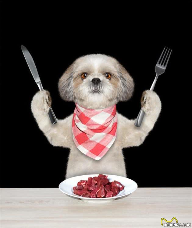 当狗狗误食有毒食物怎么办，收下这篇急救贴士，让您不再一筹莫展
