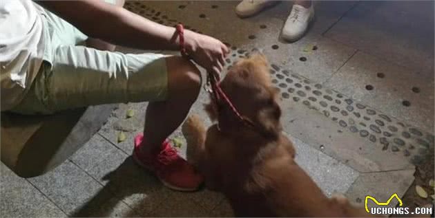 养犬未登记当场被带走!广州警方展开养犬管理专项整治持续至年末