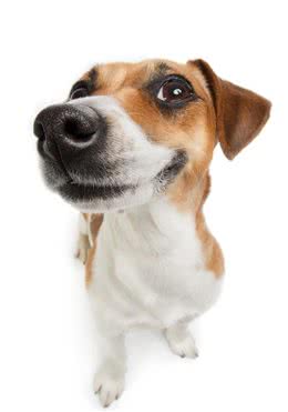 狗的嗅觉很厉害，但我觉得你还不是很了解！