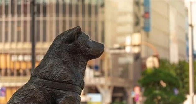 只知道秋田犬和柴犬?你可能还不了解日本的汪星人哦~