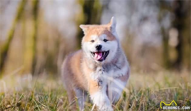 只知道秋田犬和柴犬?你可能还不了解日本的汪星人哦~