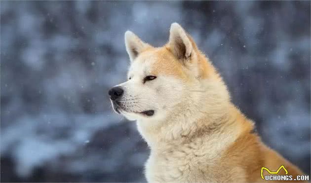 只知道秋田犬和柴犬?你可能还不了解日本的汪星人哦~