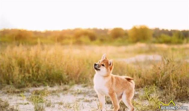 只知道秋田犬和柴犬?你可能还不了解日本的汪星人哦~
