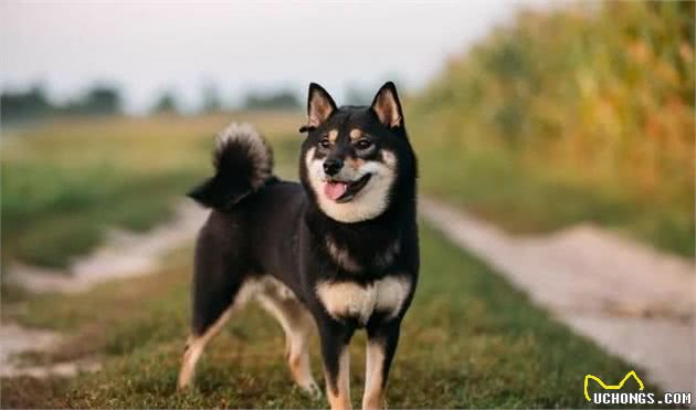只知道秋田犬和柴犬?你可能还不了解日本的汪星人哦~
