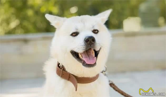 只知道秋田犬和柴犬?你可能还不了解日本的汪星人哦~