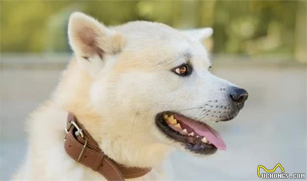 只知道秋田犬和柴犬?你可能还不了解日本的汪星人哦~