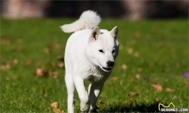 只知道秋田犬和柴犬?你可能还不了解日本的汪星人哦~