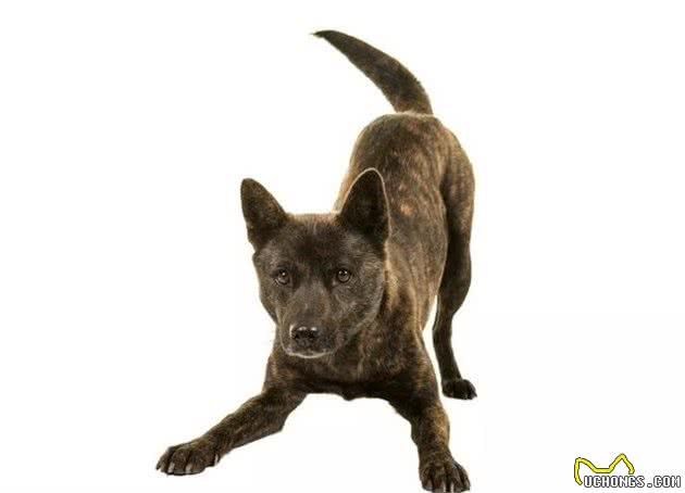 只知道秋田犬和柴犬?你可能还不了解日本的汪星人哦~