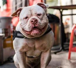 比特犬服从性训练的几种方法