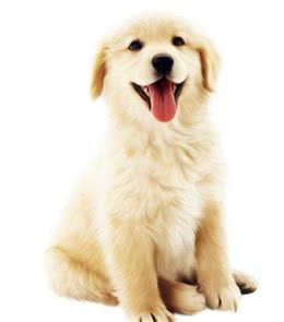 狂犬病能治好吗狂犬病的早期症状有哪些