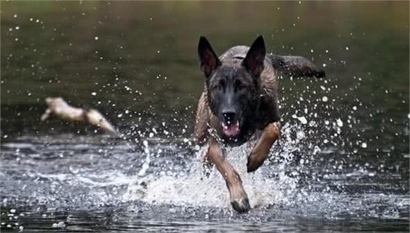 训练马犬的五大注意事项