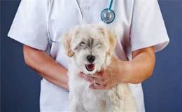 除了看鼻子，这4点还能判别狗狗是否健康