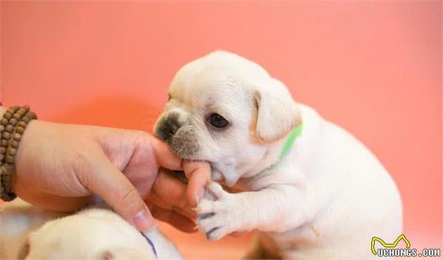 法斗？英斗？斗牛犬一共几种？有哪几种斗牛犬？