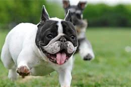 法斗？英斗？斗牛犬一共几种？有哪几种斗牛犬？