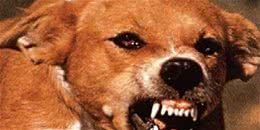 被狗咬一定会得狂犬病吗？别吓自己了！想得狂犬需要满足五个条件