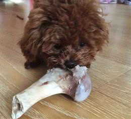 给狗狗喂骨头真的好吗？