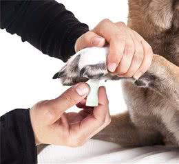 犬受伤了，要是是你的狗要怎么救？要是是流浪狗该怎么办？