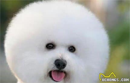 比熊犬多少钱一只？比熊犬的价格