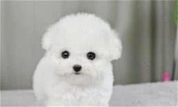 比熊犬多少钱一只？比熊犬的价格